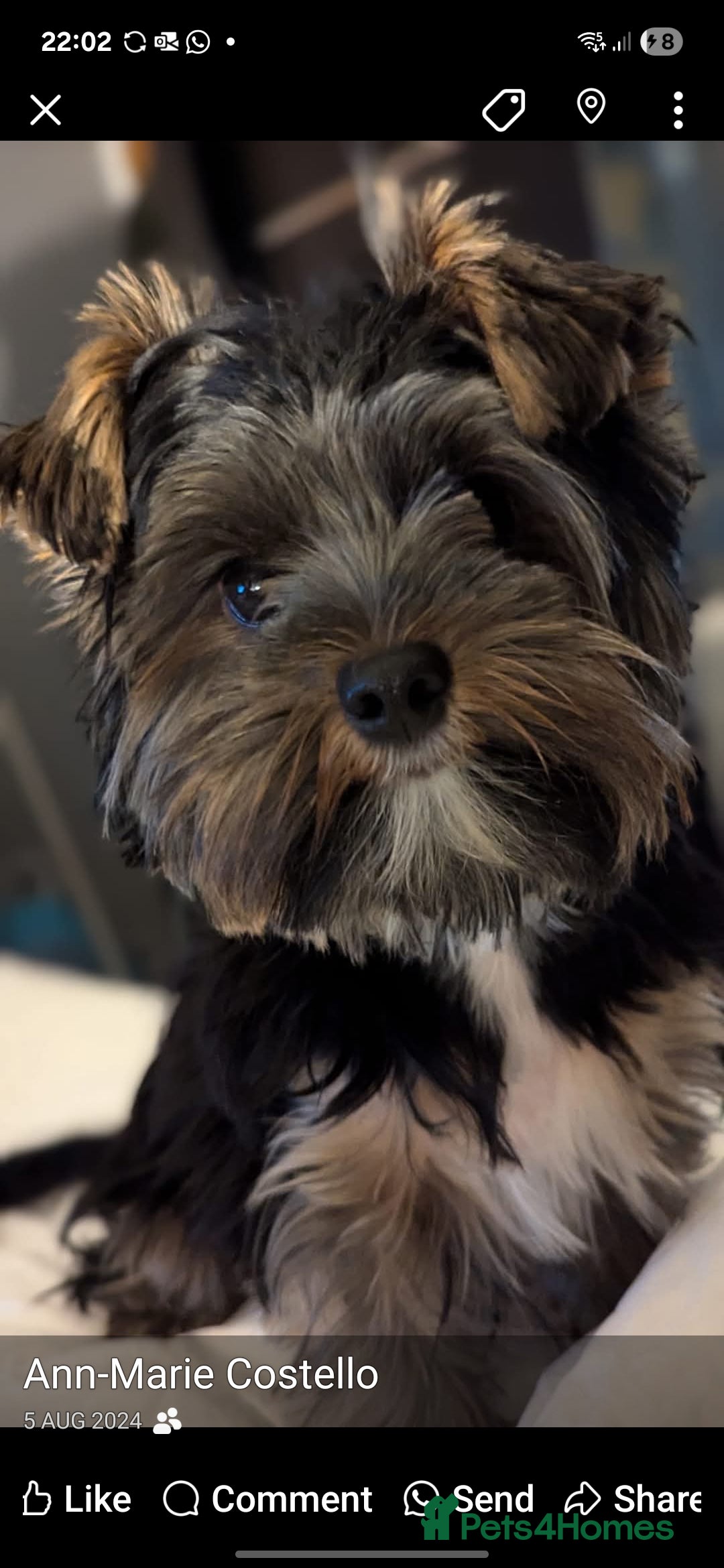 Yorkshire Terrier dogs for stud: 'ROMEO' KC Reg Pedigree - Image 11