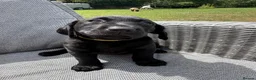 Labrador Retriever dogs for sale: KC Labrador pups for sale (fox red and black) - Advert 2