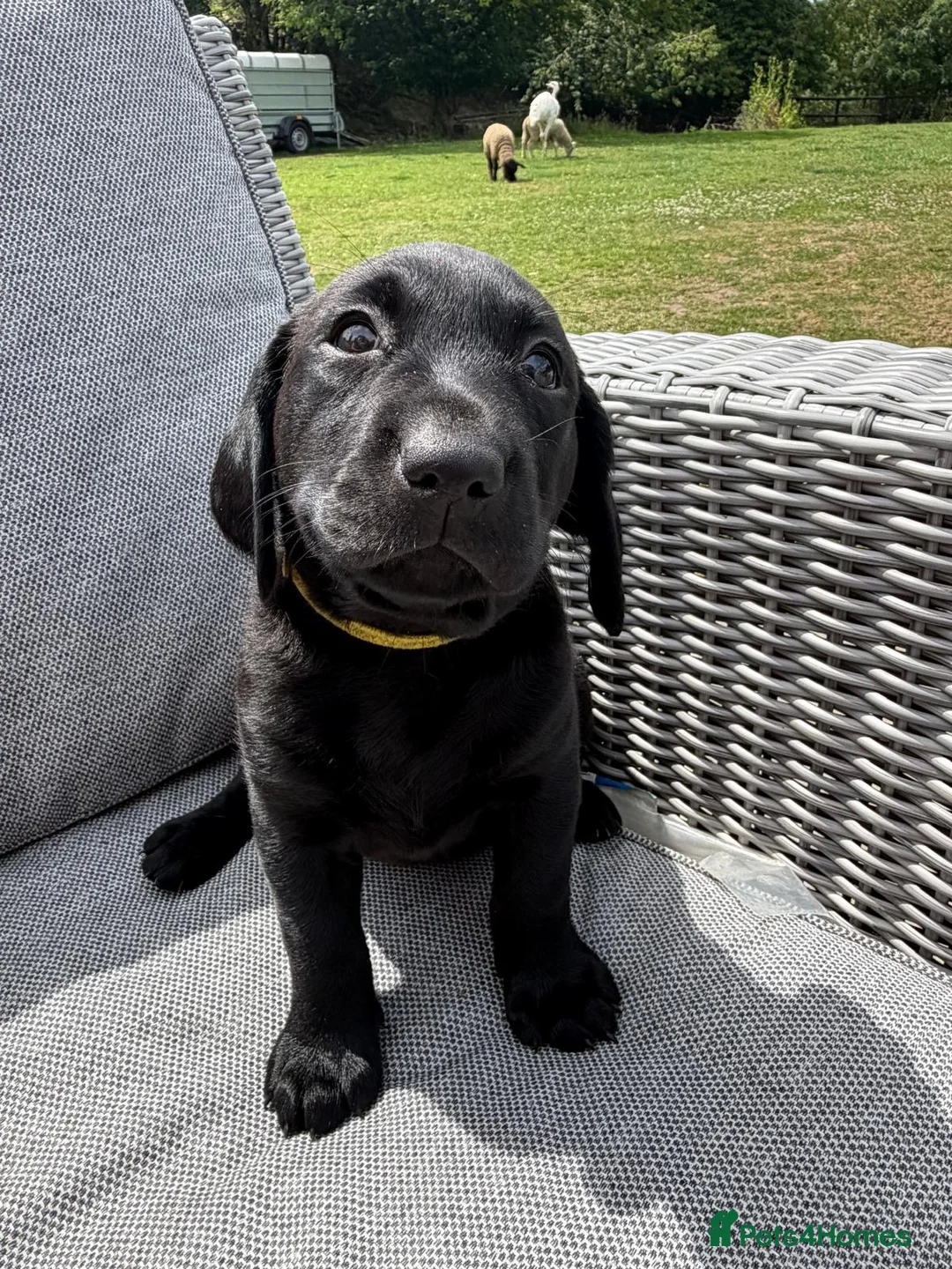 Labrador Retriever dogs for sale: KC Labrador pups for sale (fox red and black) - Advert 2