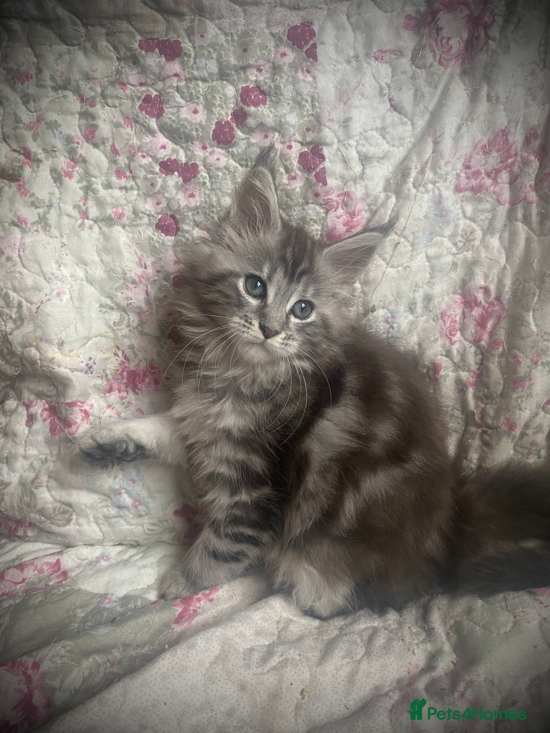 Maine Coon cats for sale: Full Maine Coon kittens Parents fully tested - Advert 9