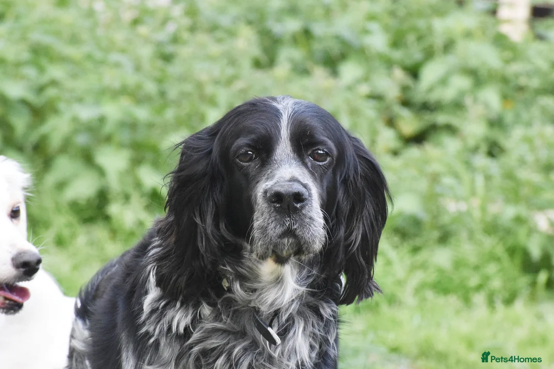 English Setter dogs for adoption: Kataleya in New Romney - Advert 1