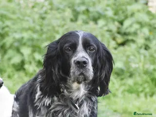 English Setter dogs Kataleya - Advert 1