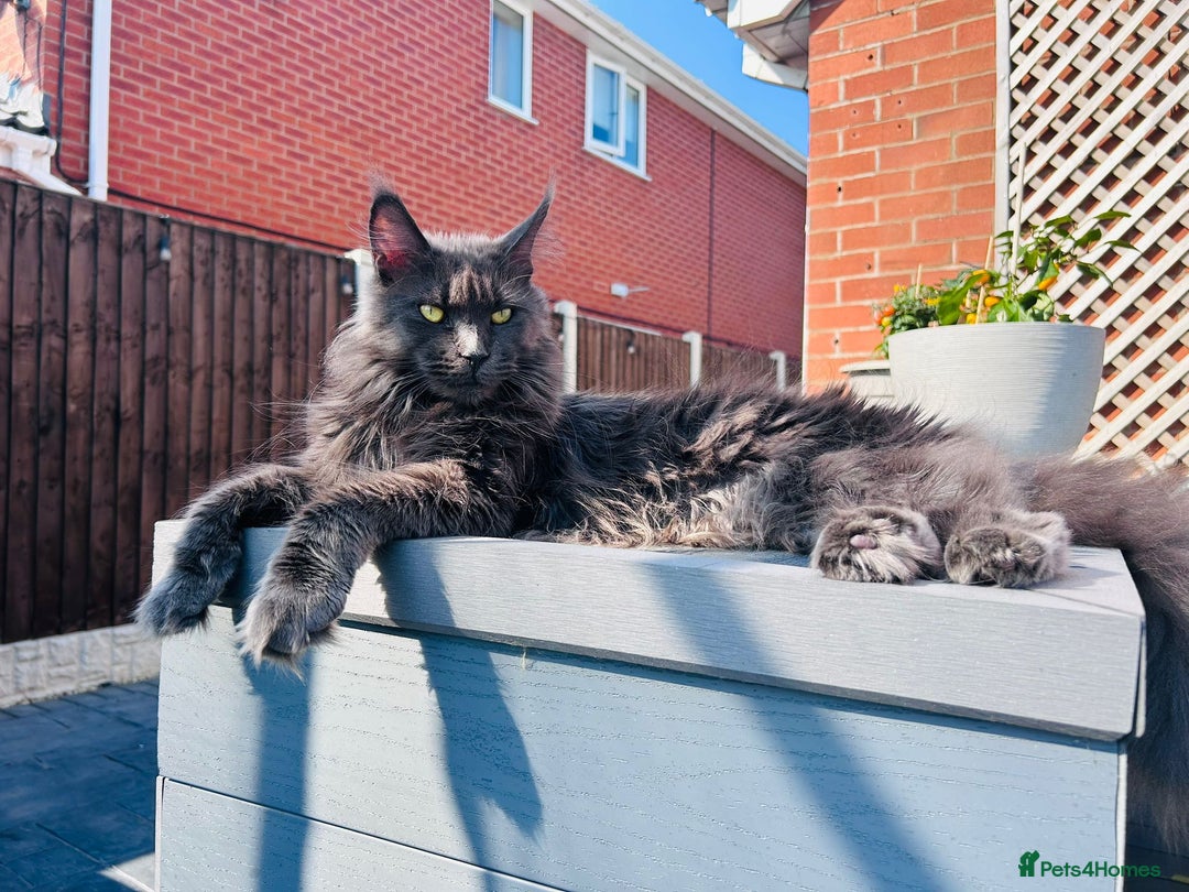 Maine Coon cats for sale: Grey Main Coon Female - Image 2