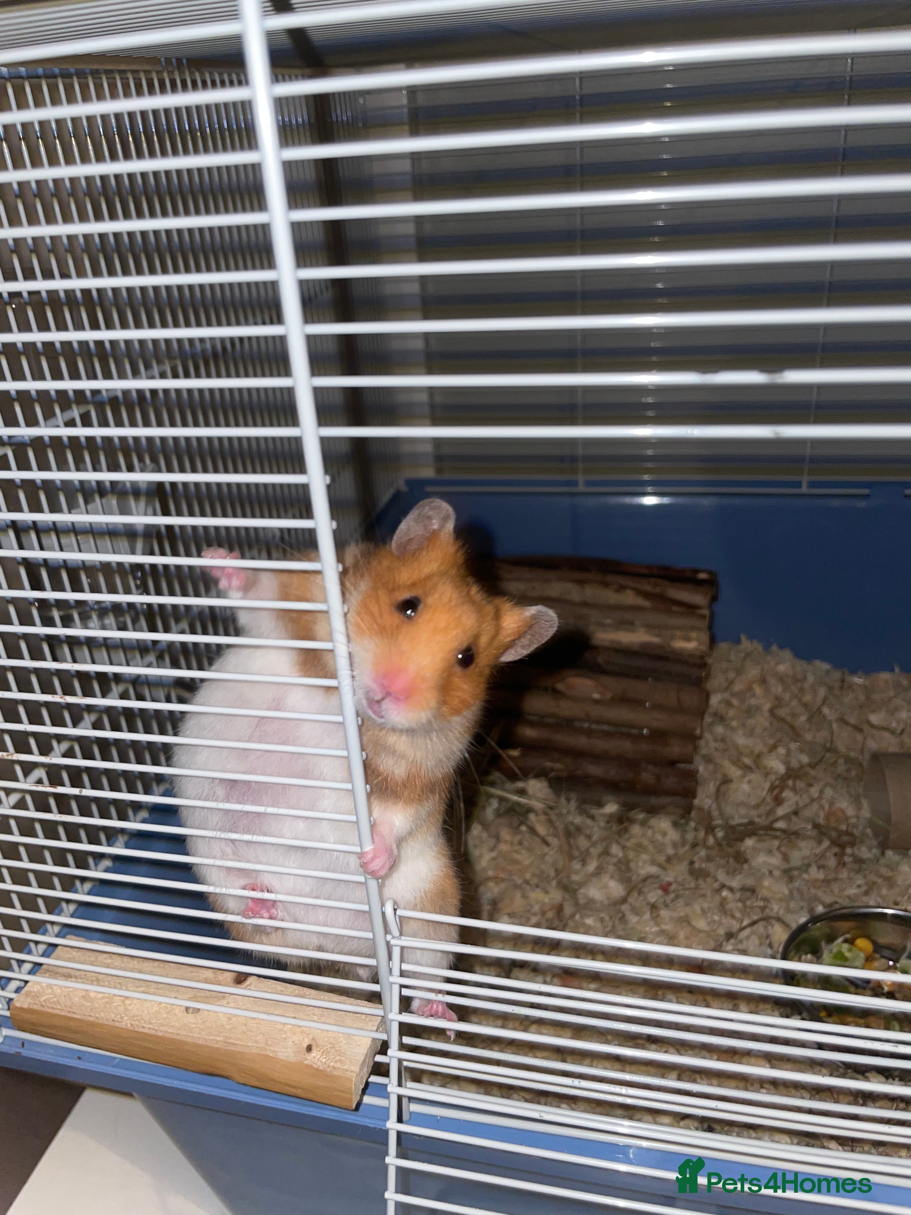 Hamster rodents Syrian hamster  in Ruislip - Advert 7
