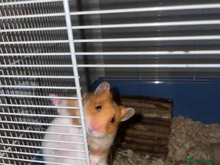 Hamster rodents Syrian hamster in Ruislip - Advert 1