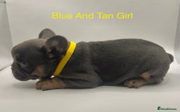 French Bulldog dogs for sale: 🏆KC Reg Blue French Bulldog Puppies – Fluffy - Image 6