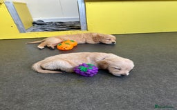 Golden Retriever dogs for sale: Golden retriever puppies for sale  - Image 15