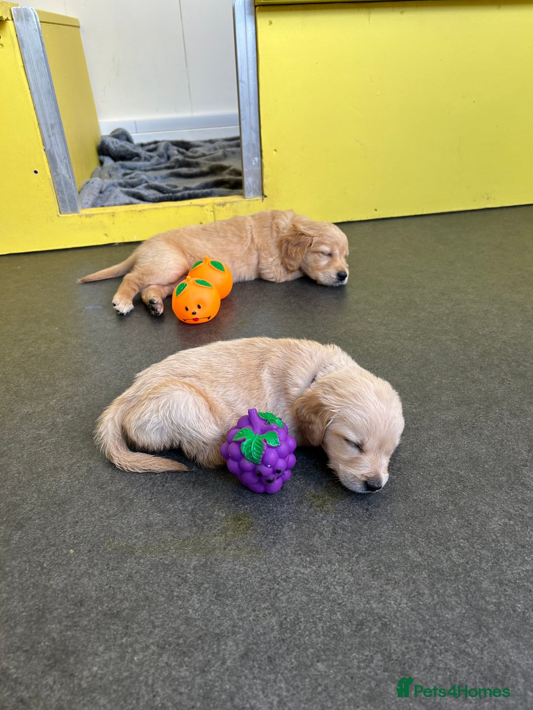 Golden Retriever dogs for sale: Golden retriever puppies for sale  - Image 15