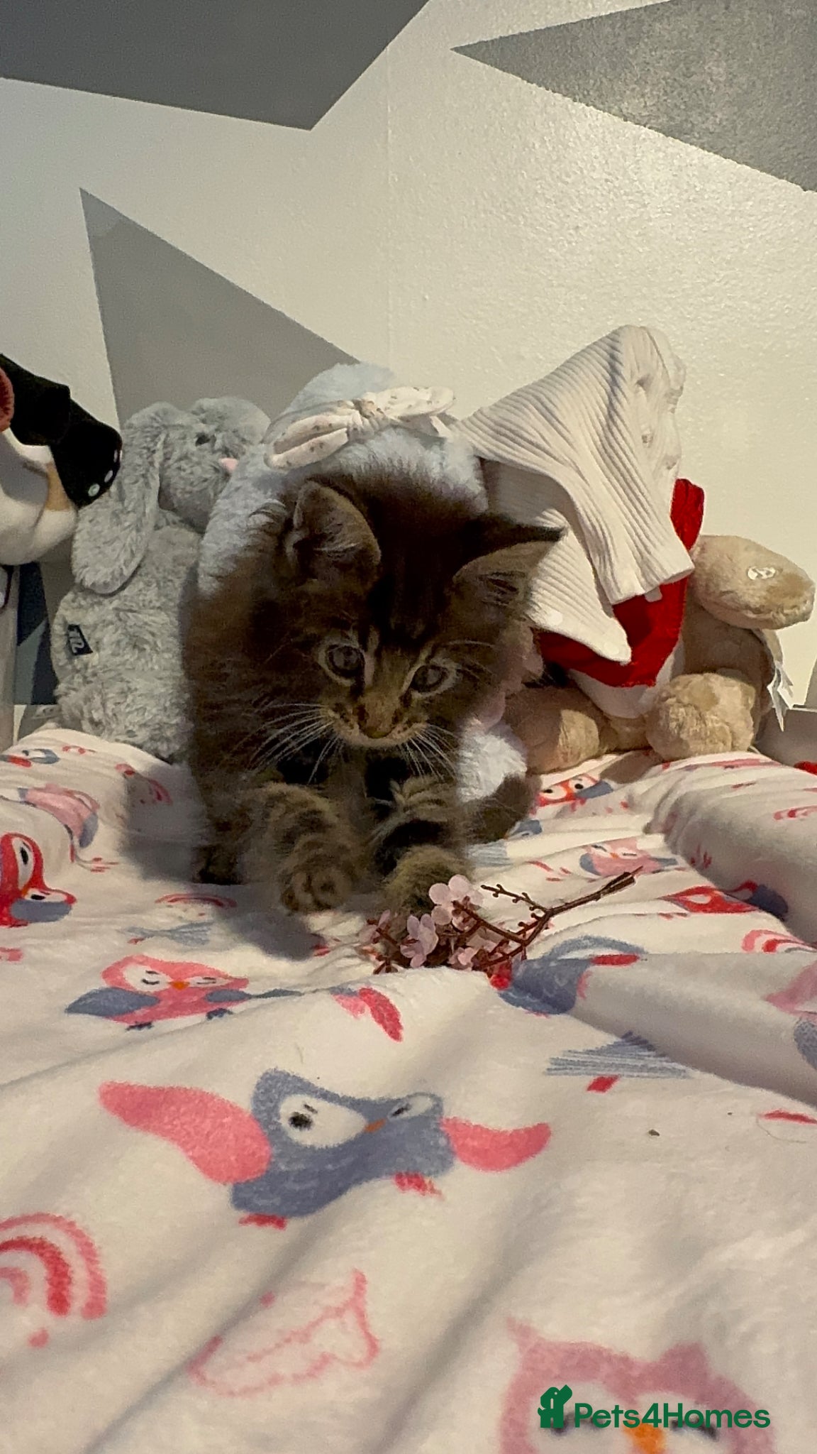 Maine Coon cats 4 full Maine Coon for sale  - Advert 1