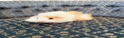 Guinea Pig rodents for sale: Baby boar Guinea Pigs in Trowbridge - Advert 6