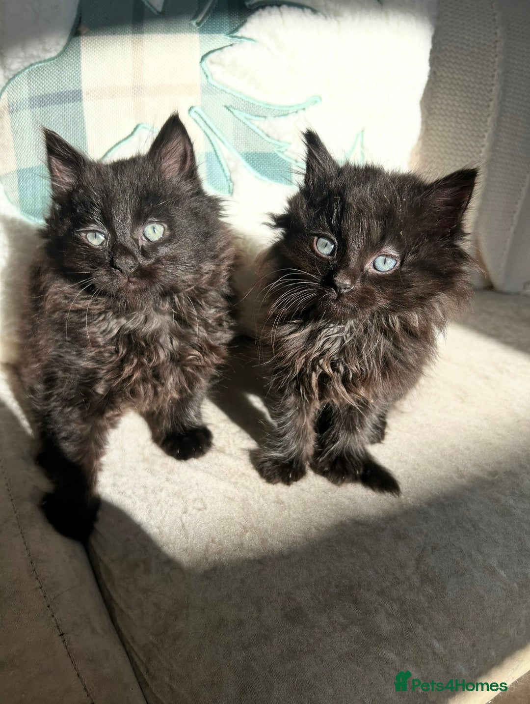 Mixed Breed cats for sale: Black Smoke Ragdoll X Maine Coon Kittens - Advert 6