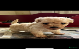 Mixed Breed dogs for sale: Gorgeous Bichon Frise x Maltese Puppies - Image 1