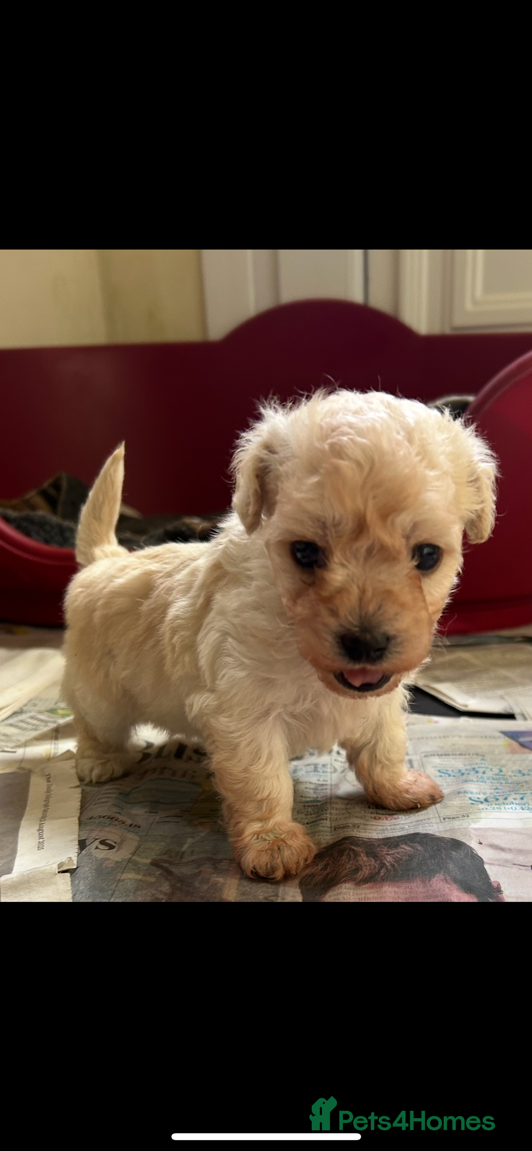 Mixed Breed dogs for sale: Gorgeous Bichon Frise x Maltese Puppies - Image 1