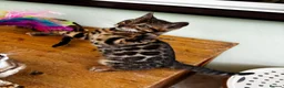 Bengal cats for sale: GCCF Registered Bengal in Market Drayton - Advert 1