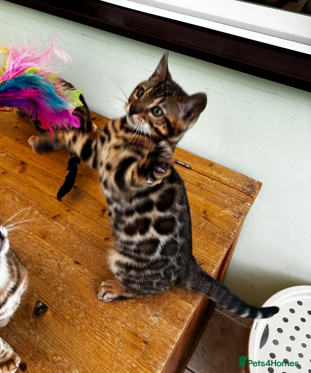 Bengal cats for sale: GCCF Registered Bengal in Market Drayton - Advert 1