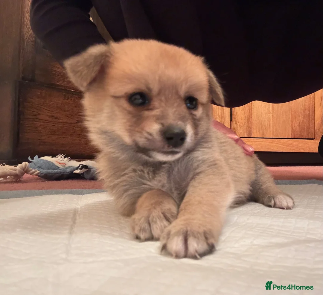 Mixed Breed dogs for sale: Pomeranian cross Jack Russell puppy in Swadlincote - Advert 7