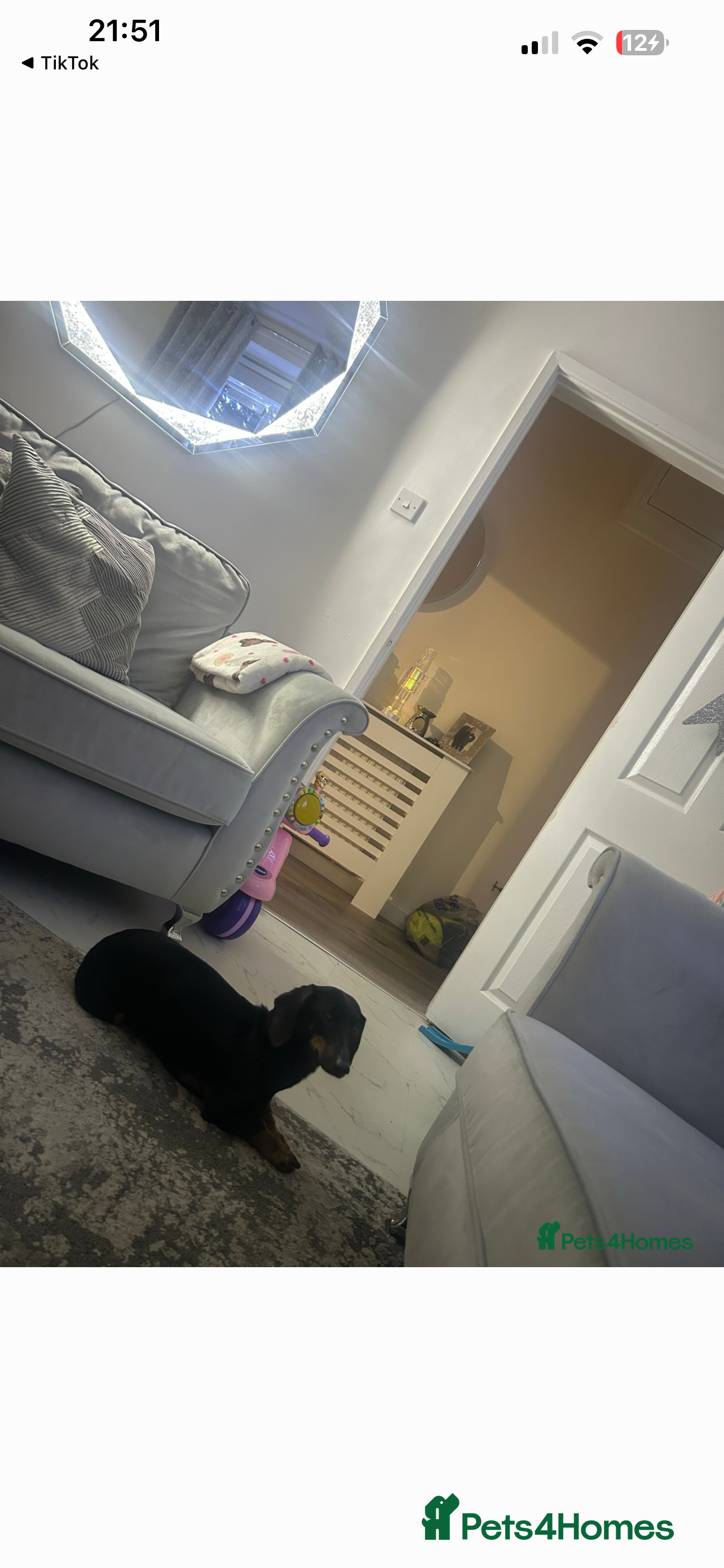 Dachshund dogs Female dachshund  - Advert 1