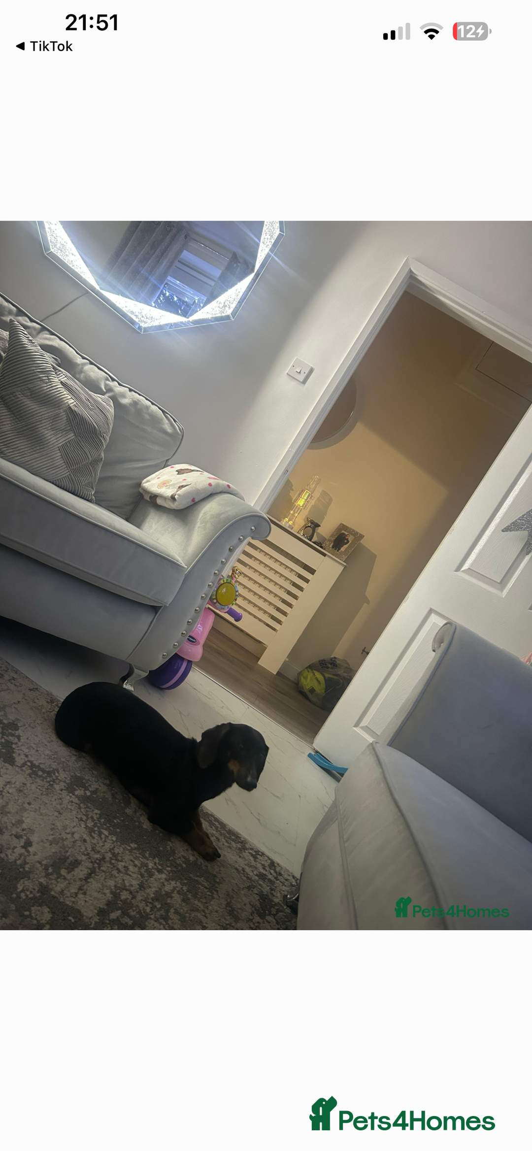 Dachshund dogs for sale: Female dachshund  - Advert 1