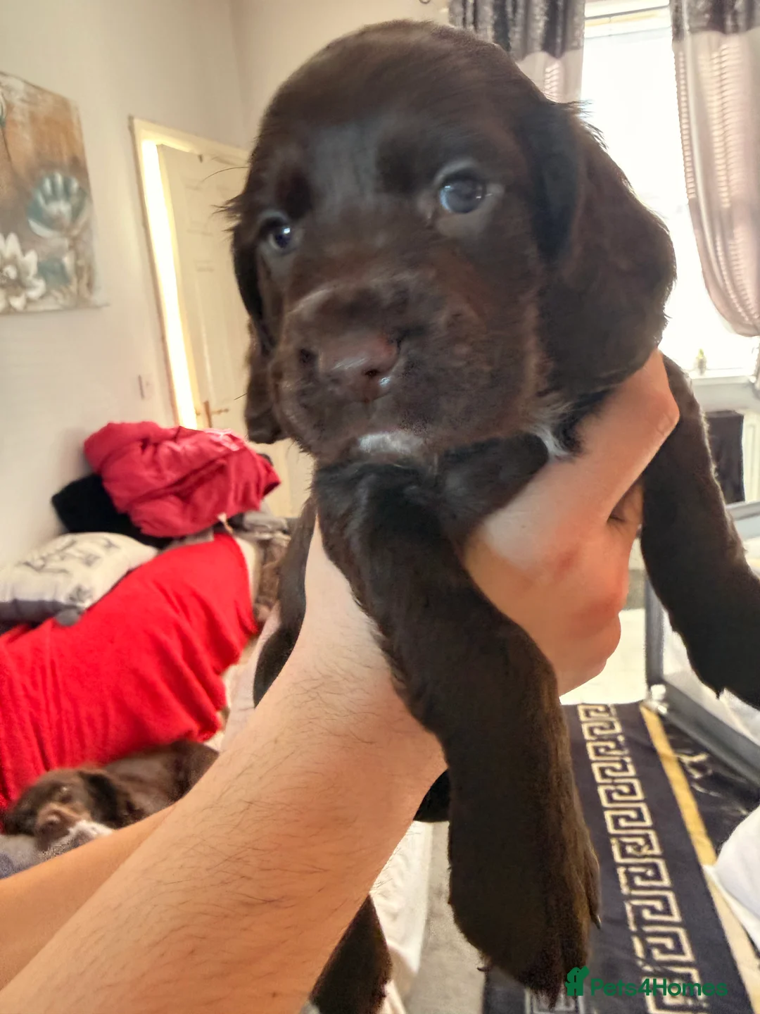 Cocker Spaniel dogs for sale: Working Cocker Spaniel pups, mam and dad  KC reg in Peterlee - Advert 2