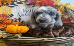 Miniature Dachshund dogs for sale: Adorable Miniature Dachshund Puppies for Sale. - Image 13