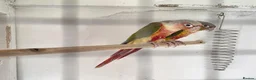 Conures birds for sale: Conures for sale  - Advert 3