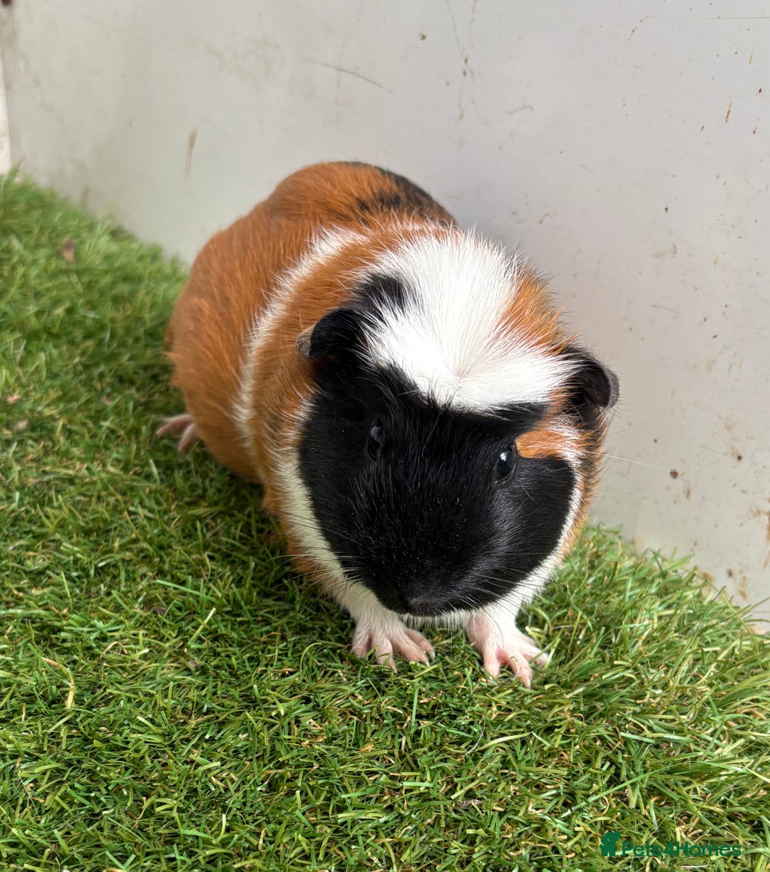 Guinea Pig rodents for sale: Very calm, friendly Guinea pig girls ready now  - Image 7