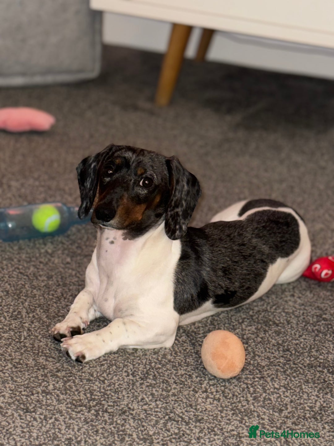 Miniature Dachshund dogs for stud: Pedigree miniature dachshund  - Advert 4