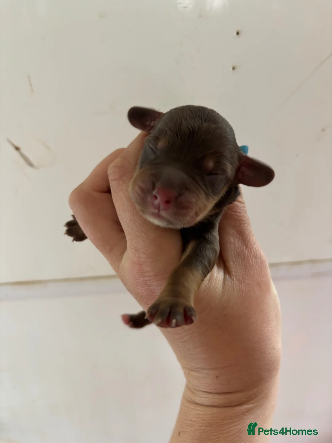 Cocker Spaniel dogs for sale: Working Cocker Spaniel Puppies  - Advert 8