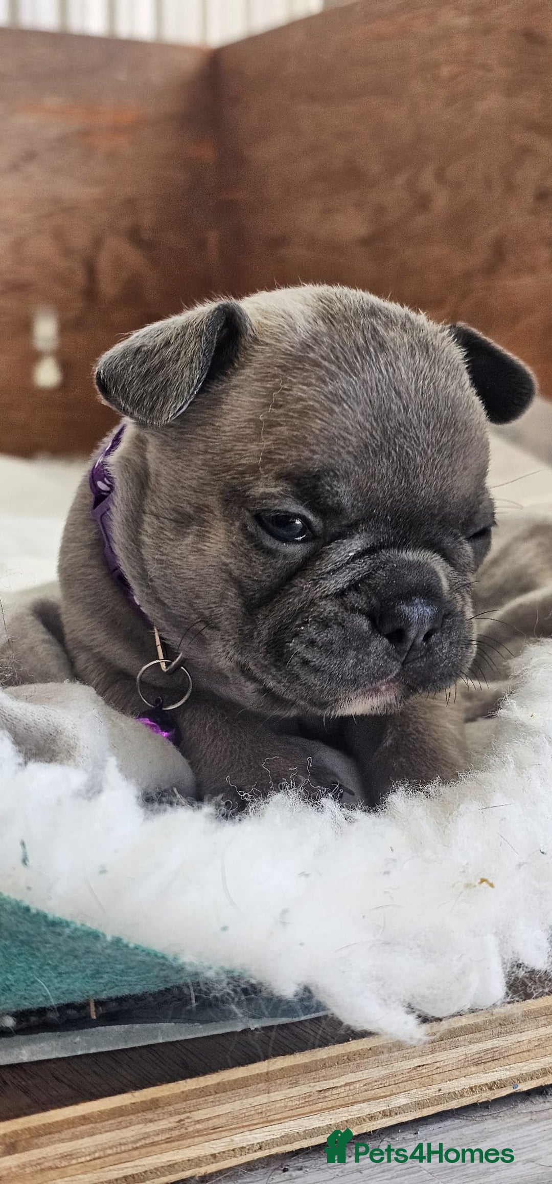 French Bulldog dogs for sale: KC REGISTERED BLUE & TAN FRENCHIES BOYS & GIRLS - Image 12