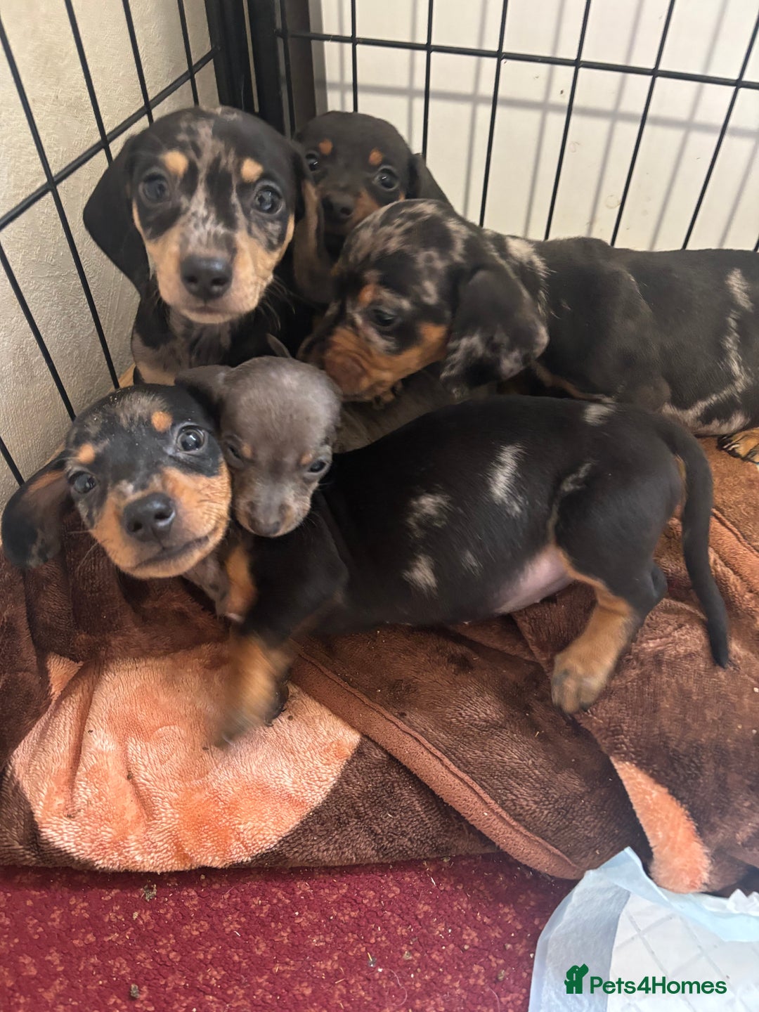 Dachshund dogs for sale: READY to leave dachshund puppy’s for sale  - Image 27