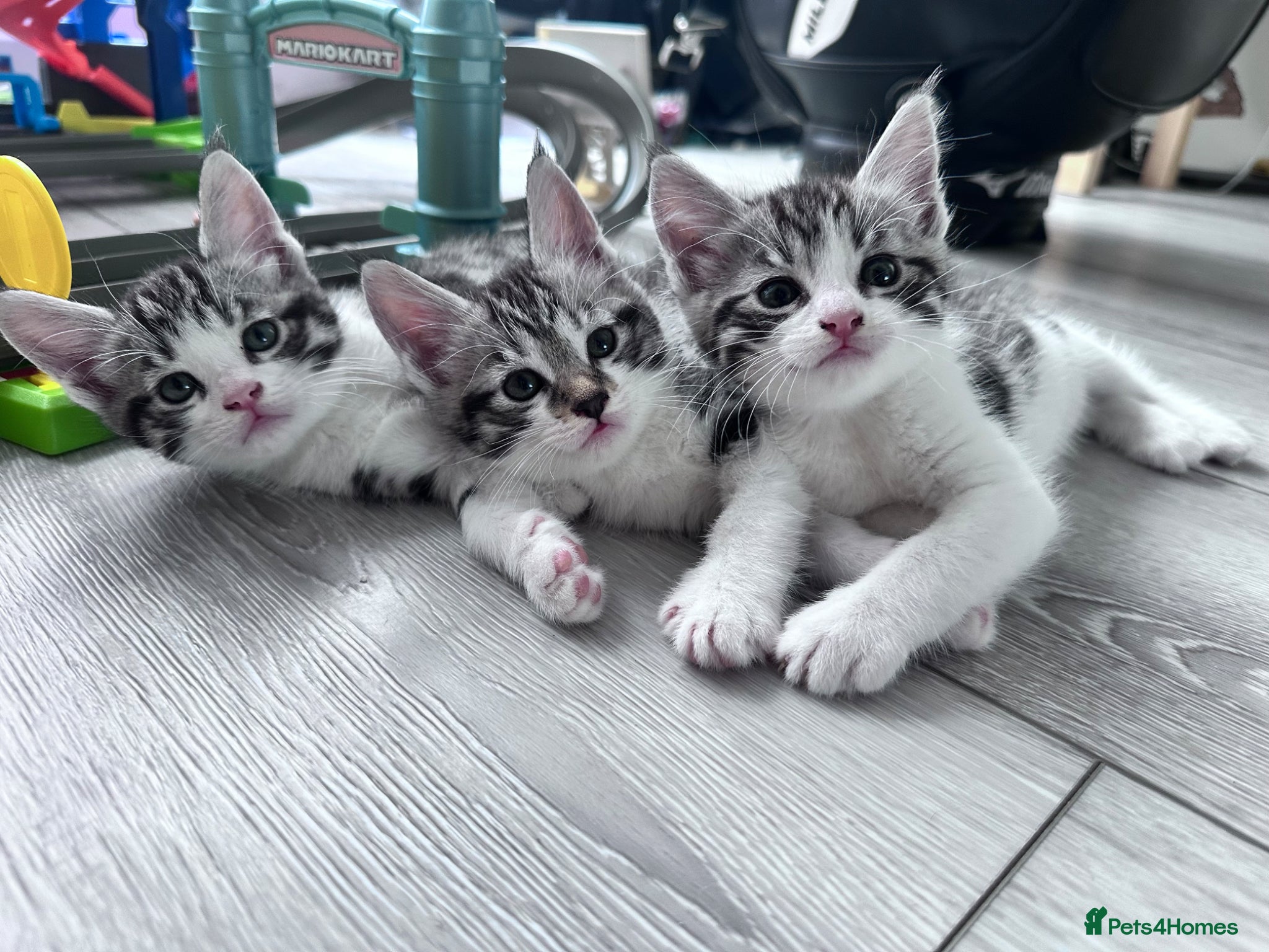 Maine Coon cats for sale: 3 beautiful Maine coon/ Mix boy kittens left  - Advert 1