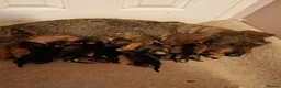 Dachshund dogs for sale: Wire Haired Dachshund Puppies - Advert 17