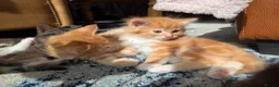 Mixed Breed cats for sale: Gorgeous Tabby Kittens for sale Ready June 17 - Advert 29