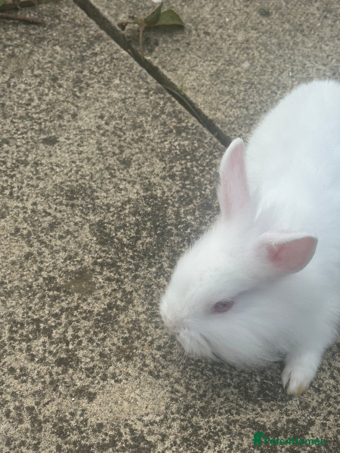 Mixed Breed rabbits for sale: Bunnies and rabbits for sale  - Image 3