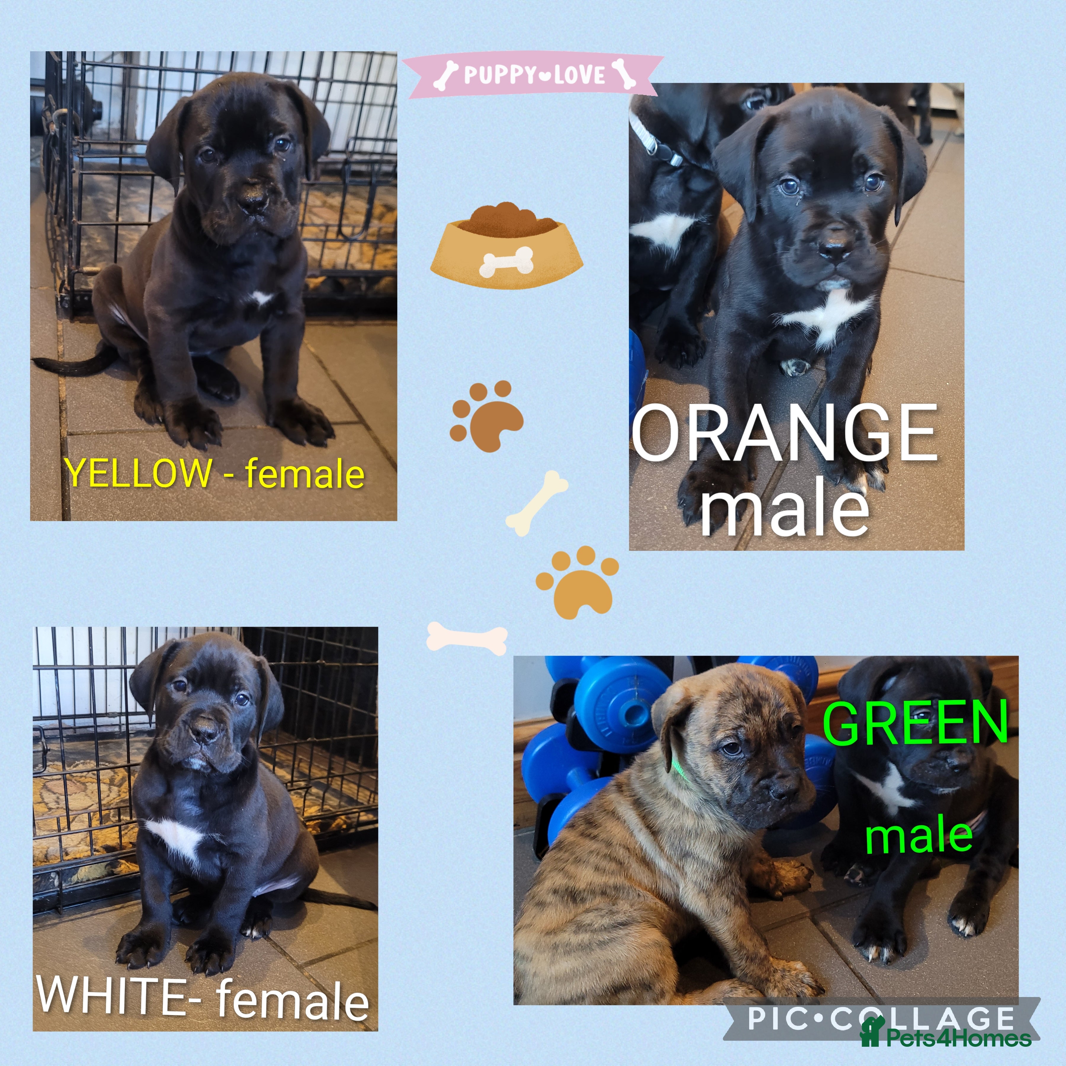 Mixed Breed dogs  READY Monday 22nd - Advert 1