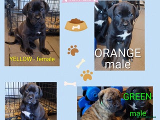 Mixed Breed dogs READY Monday 22nd - Advert 1