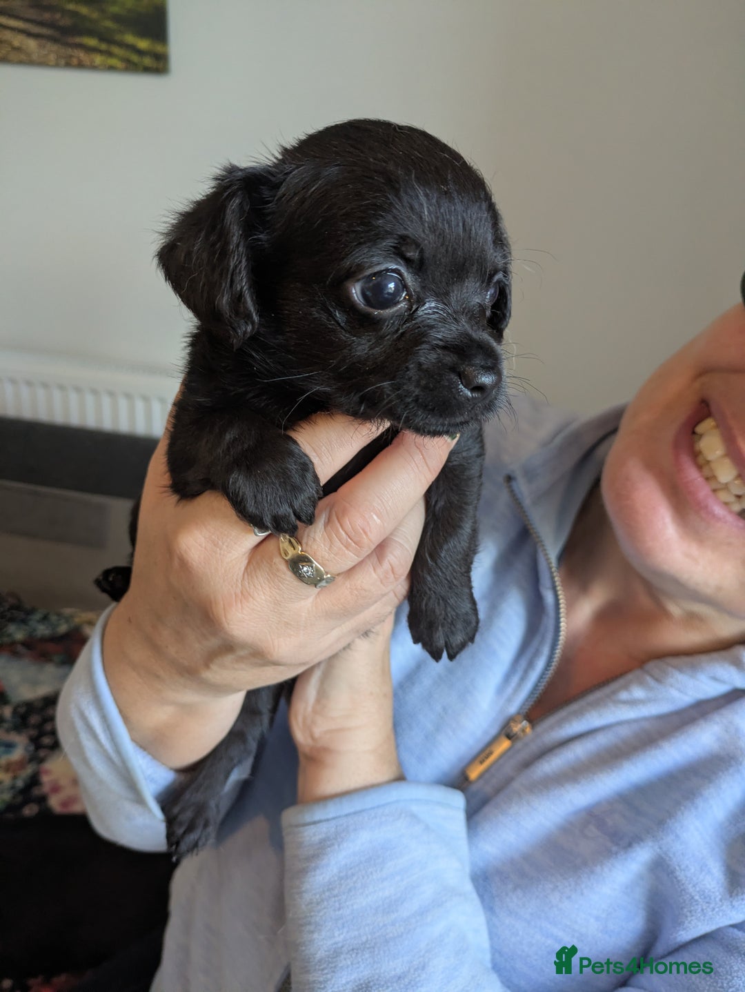 Chipoo dogs for sale: Non shed, health tested  chipoo girl - Advert 23