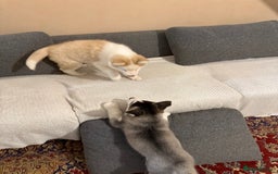 Siberian Husky dogs for sale: Siberian husky  - Image 2