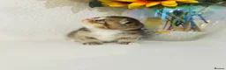 Scottish Fold cats for sale: 🥰Purebred Scottish fold looking for a home ❤️🐾 - Advert 11