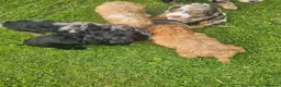 Cockapoo dogs for sale: Cockerpoos  in Chelmsford - Advert 10