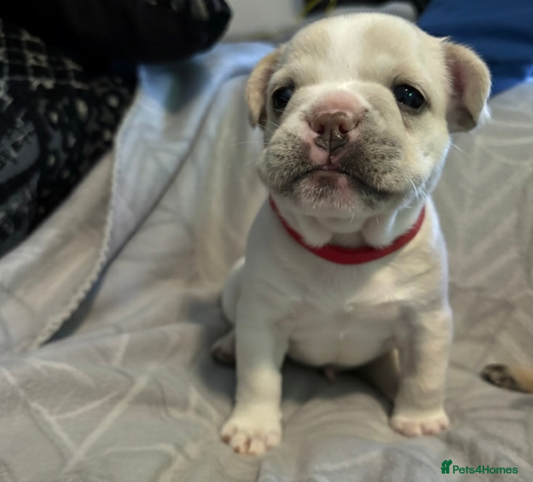French Bulldog dogs for sale: 3 Beautiful French Bulldog Puppies  - Advert 4