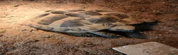 Hermann Tortoise reptiles for sale: Male Hermann Tortoise  - Advert 1