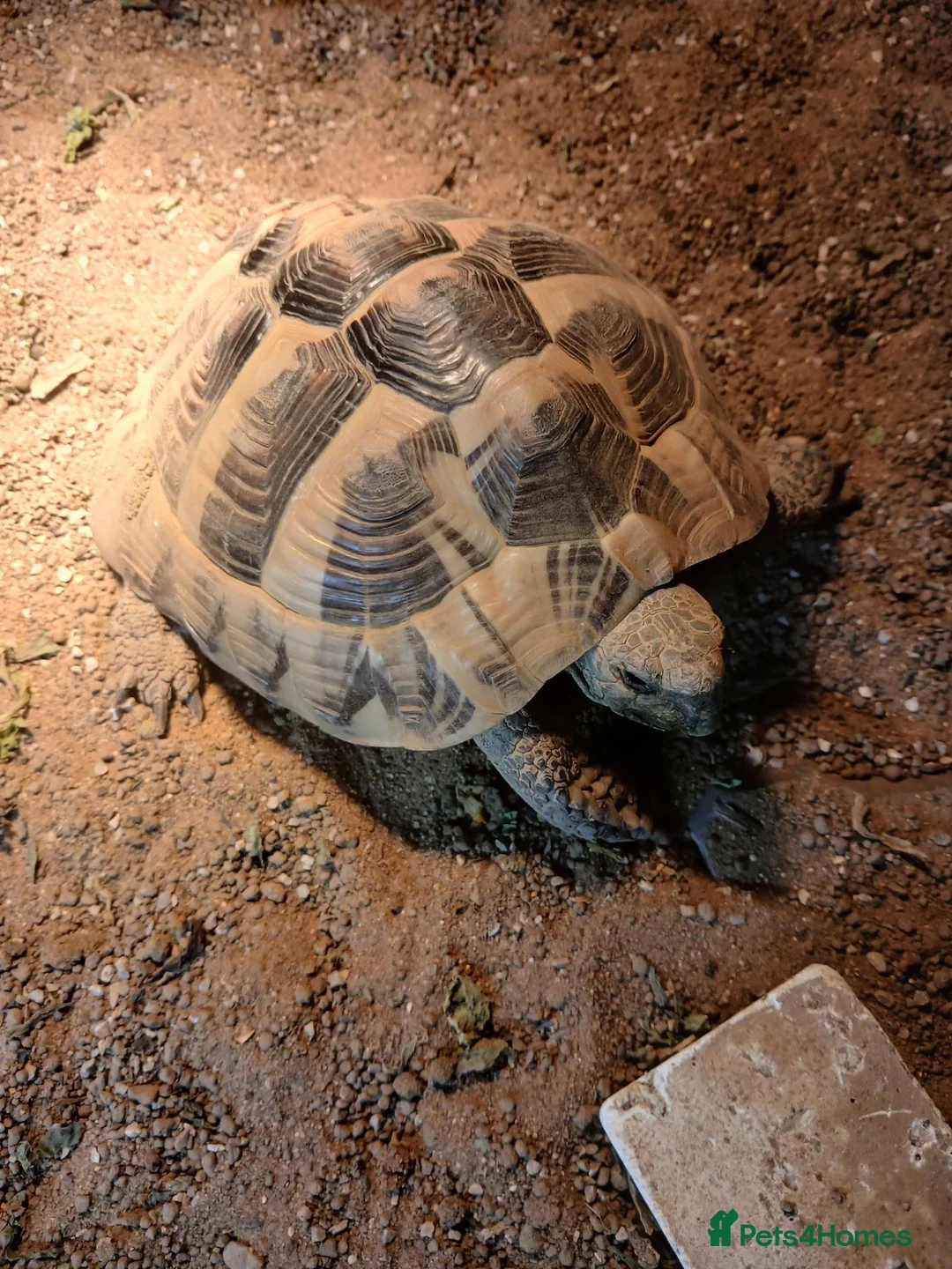 Hermann Tortoise reptiles for sale: Male Hermann Tortoise  - Advert 1