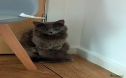 Nebelung cats for sale: Lovely 3 year old boy - Image 3