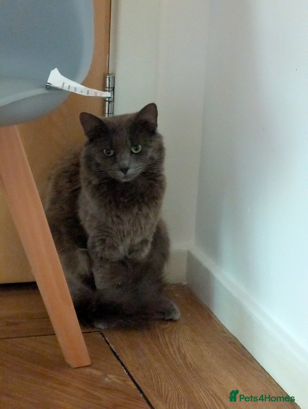 Nebelung cats for sale: Lovely 3 year old boy - Image 3