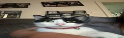 Mixed Breed cats for sale: kittens - Advert 1