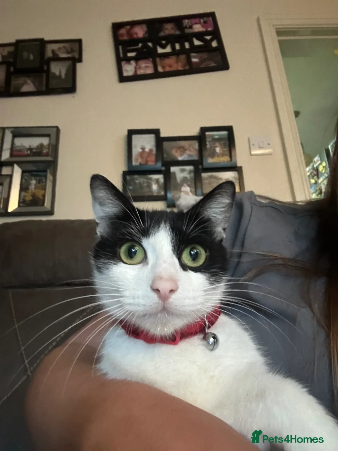 Mixed Breed cats for sale: kittens - Advert 1