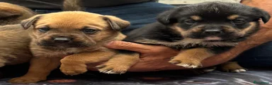 Rottweiler 5