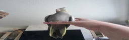 Cockatiels birds for sale: Baby Cockatiel, friendly and tame. Fully weaned.   in Port Talbot - Advert 3
