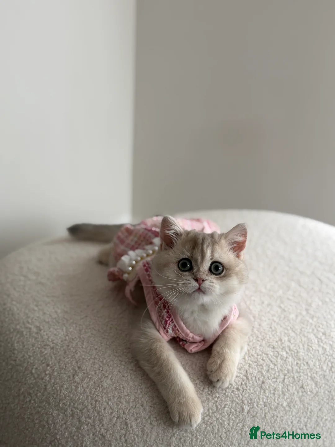 British Shorthair cats for sale: Blue Golden British Shorthair kitty - Advert 18